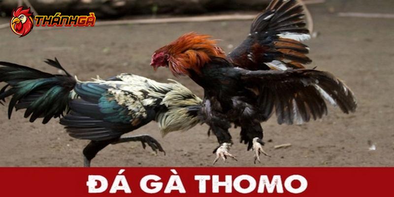 Quy định thi đấu đá gà Thomo