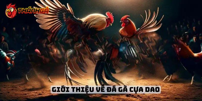 Nắm rõ luật chọi gà cựa dao trước khi chơi