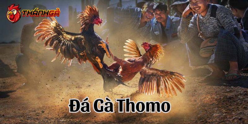 Nhiều hình thức đấu gà cho bet thủ lựa chọn tham gia