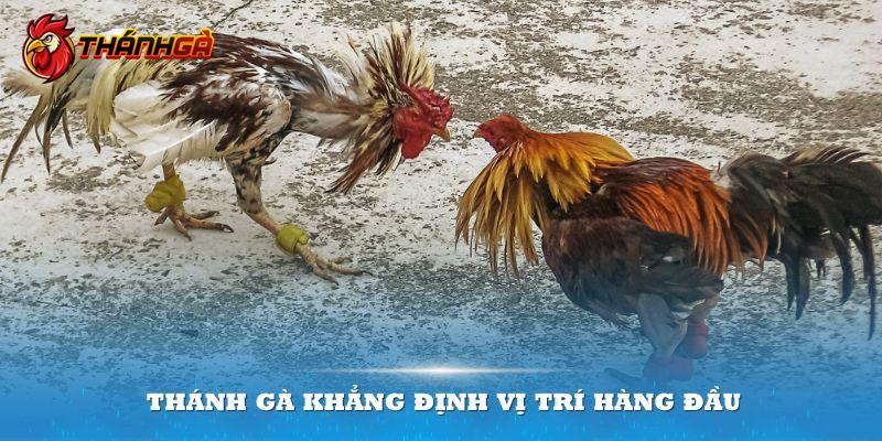 Thánh Gà khẳng định vị trí hàng đầu trong lĩnh vực cá cược đá gà trực tuyến