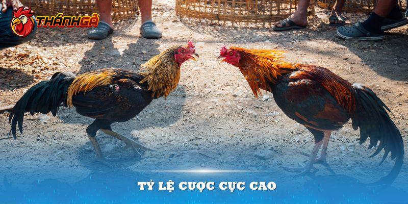 Tỷ lệ cược cực cao luôn là điều khiến Thánh Gà thu hút đông đảo người chơi